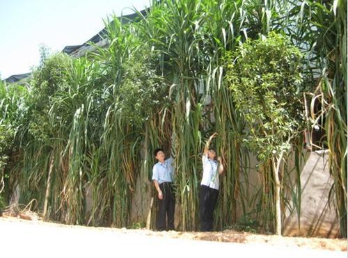 皇竹草的生長(zhǎng)環(huán)境要求，種植特點(diǎn)分析