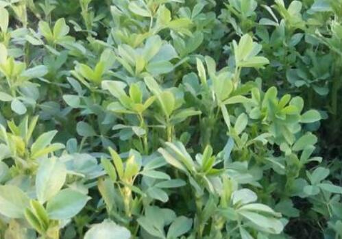 目前紫花苜蓿價(jià)格大概需要多少錢(qián)一噸？種植技術(shù)要點(diǎn)有哪些？