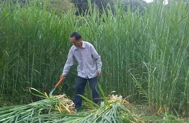 肉牛只喂象草可以嗎？有什么需要？