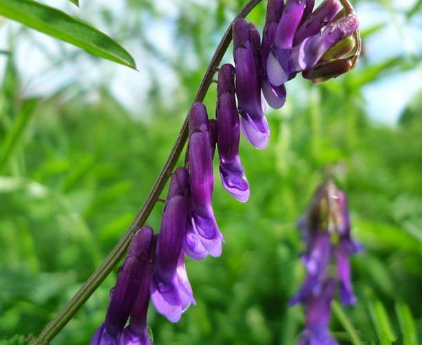 優(yōu)質(zhì)養(yǎng)蜂蜜源植物、牧草光葉紫花苕的種植技術(shù)