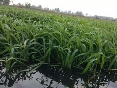 種植小米草的優(yōu)勢在哪里？養(yǎng)殖小龍蝦怎么樣？