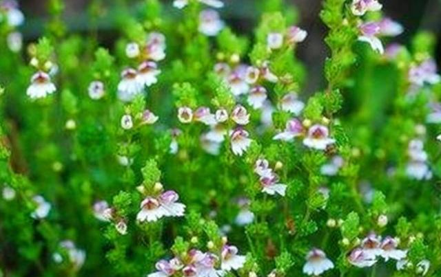 要想小米草種的好，要學(xué)會種植的技巧與方法