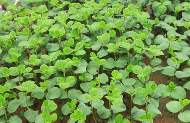 黑豆如何種植？種植方法是什么？有什么需要注意的？