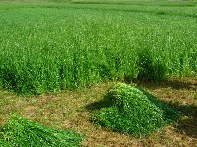 養(yǎng)牛、羊種植什么牧草好？種植如何利用？