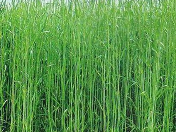 牧草要怎么種植比較好，有什么好的方法？