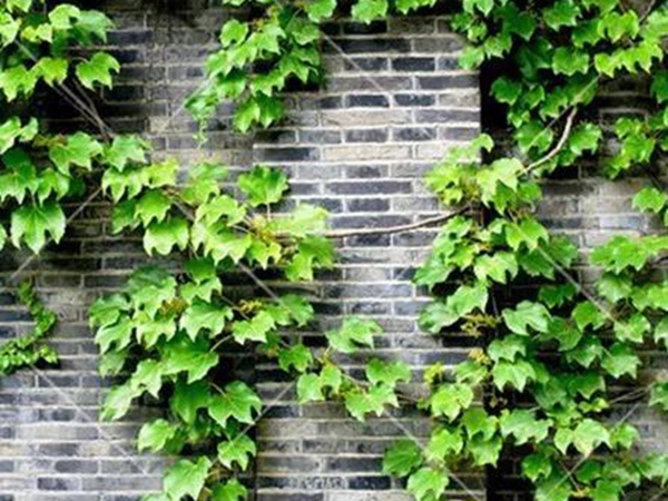 「爬山虎」的種植方法，有什么種植要求？