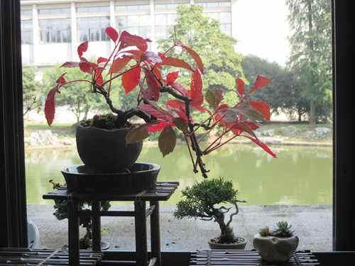 爬山虎也能做盆景？生長(zhǎng)能力比較好，抗旱能力不錯(cuò)