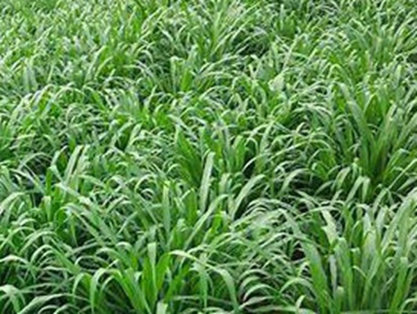 牧草要怎么種植比較好，有什么好的方法？