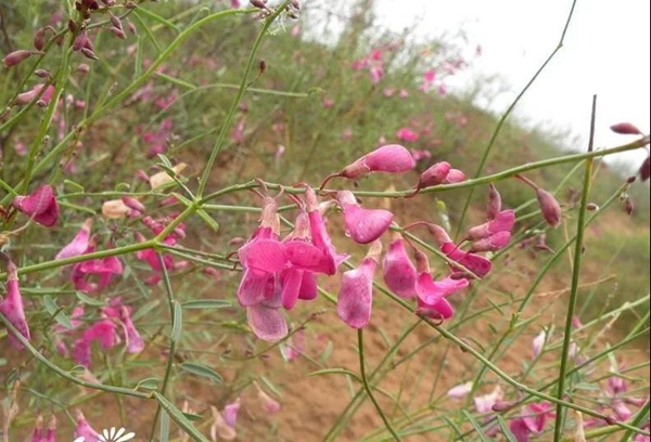 花棒主要價(jià)值，適合什么樣的環(huán)境下生長(zhǎng)