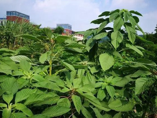 養(yǎng)豬用什么牧草種植比較好？