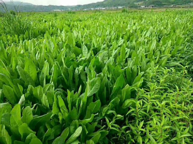 牧草菊苣是多年生嗎？種植方法是什么？