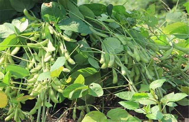 黑豆如何種植？種植方法是什么？有什么需要注意的？