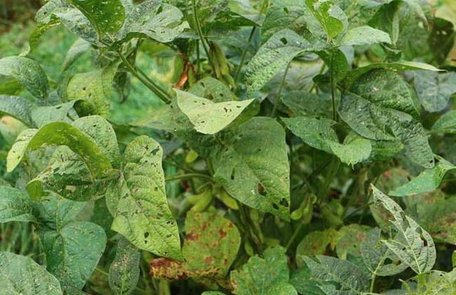 黑豆種植方法有哪些？什么時候播種比較合適？