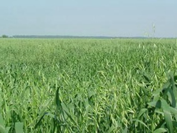 燕麥種植的生長(zhǎng)環(huán)境是怎樣的？有什么需要注意的？