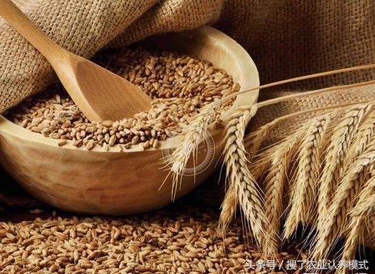 燕麥種子發(fā)芽率低怎么辦？怎么樣才能提高燕麥種子的發(fā)芽率？