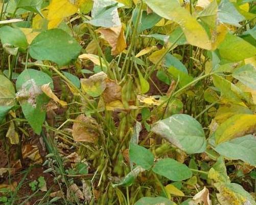 黑豆種植方法有哪些？什么時候播種比較合適？