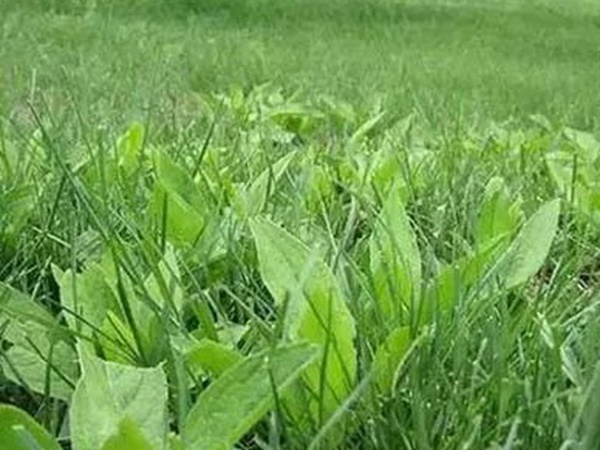 草坪養(yǎng)護(hù) | 夏季管理管理技術(shù)要點與栽培方法