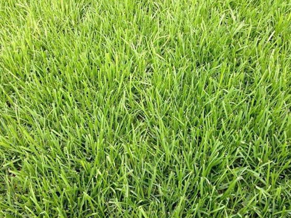 堿茅草種子多久能發(fā)芽，播種方法是什么？