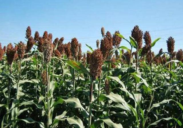 甜高粱播種對生長環(huán)境有什么要求，種植應(yīng)該注意什么