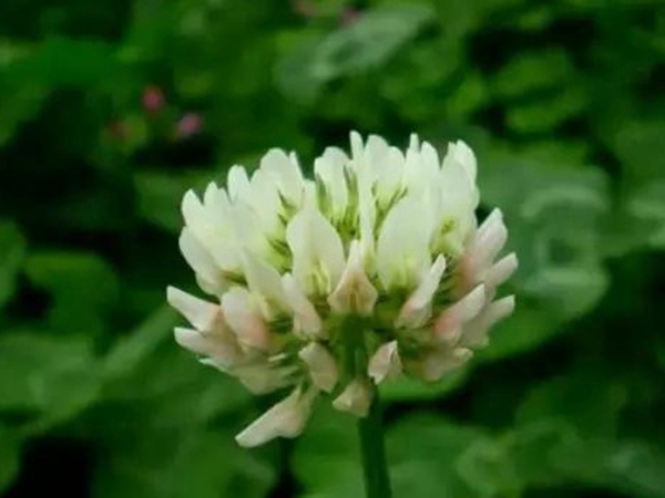 十種優(yōu)質(zhì)牧草及其栽培技術與方法