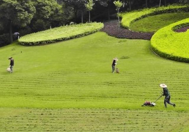 野牛草種植技術以及養(yǎng)護管理方法有哪些