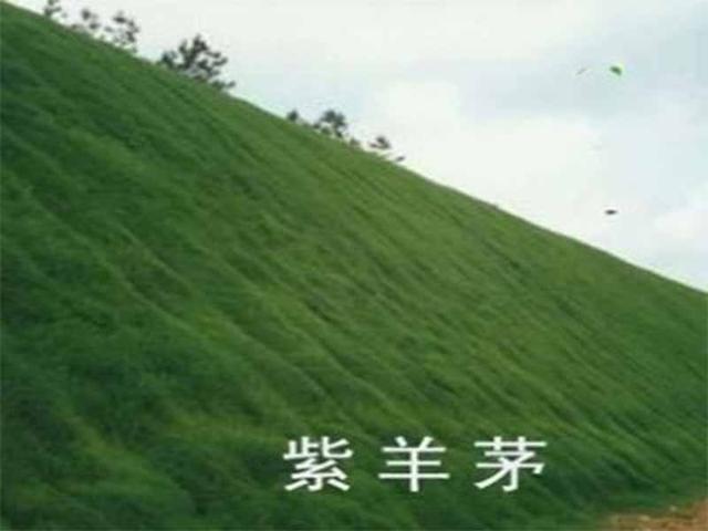 種植紫羊茅嗎？什么季節(jié)種植生長速度快？