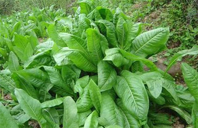 牧草菊苣是多年生嗎？種植方法是什么？