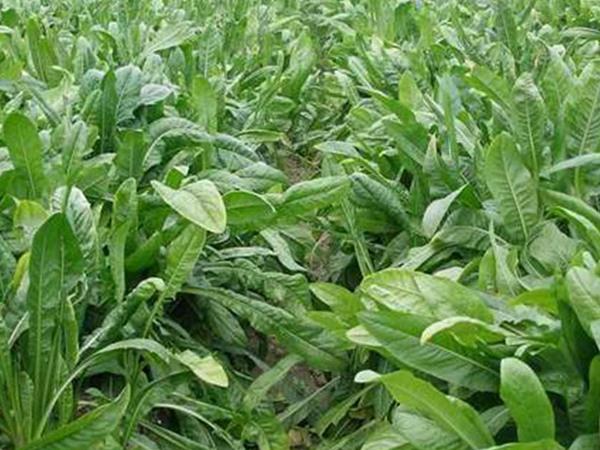 雜交育成的牧草種子，魯梅克斯種子的播種技術(shù)與方法