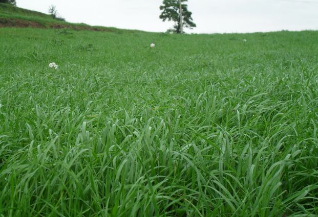 養(yǎng)牛最適合種植什么牧草比較好？種植方法是什么？
