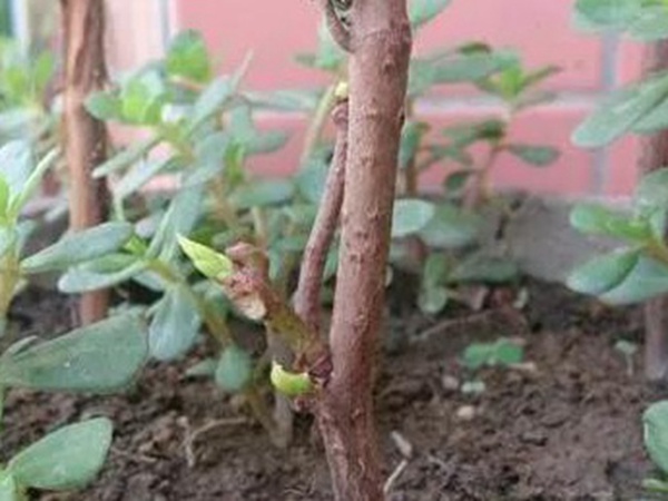 爬山虎的繁殖方法，存活率怎么樣？