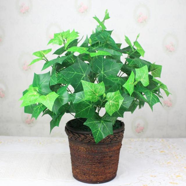爬山虎也能做盆景？生長(zhǎng)能力比較好，抗旱能力不錯(cuò)