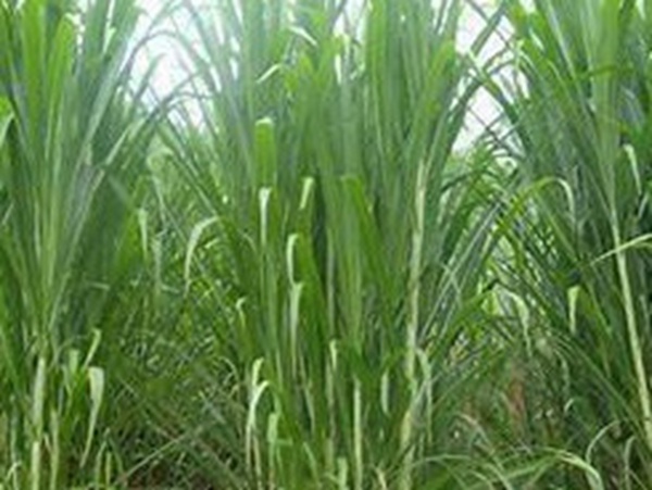 牧草要怎么種植比較好，有什么好的方法？