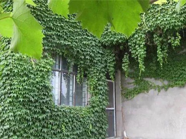 「爬山虎」的種植方法，有什么種植要求？