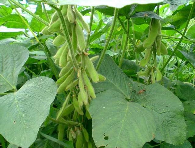 黑豆種植方法有哪些？什么時候播種比較合適？