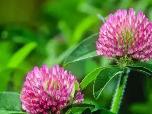 十種優(yōu)質(zhì)牧草及其栽培技術與方法