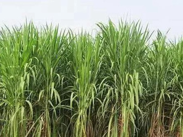 皇竹草種植經(jīng)濟效益是什么？有什么作用？
