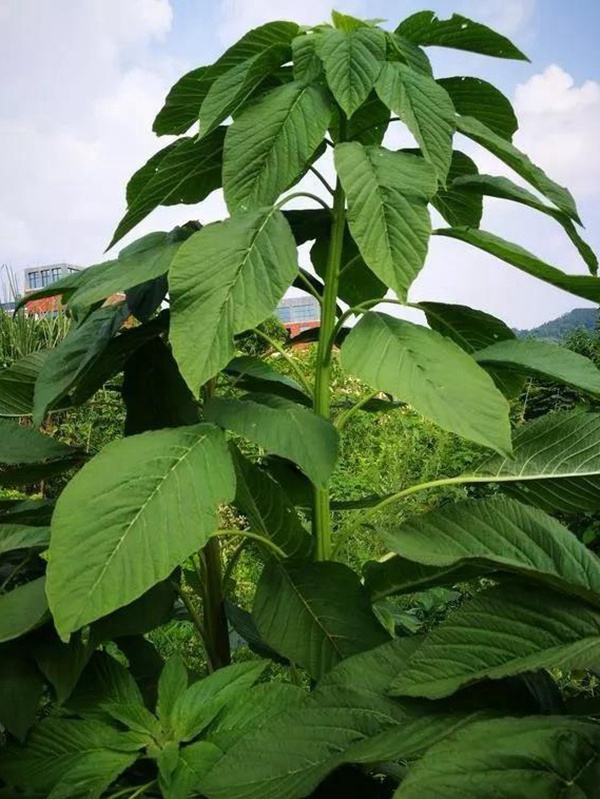 養(yǎng)豬用什么牧草種植比較好？