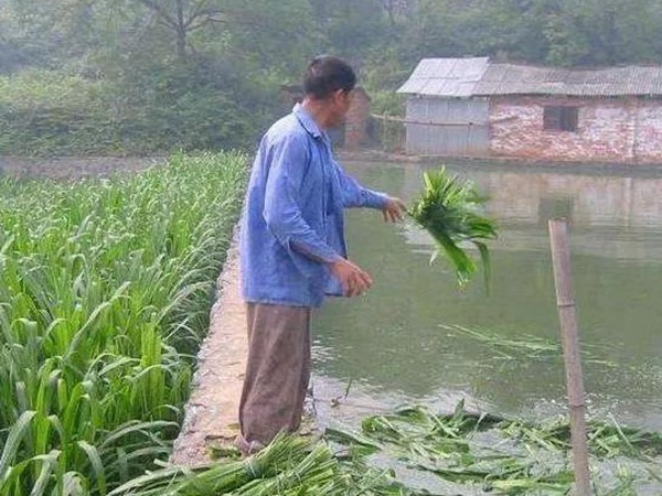 養(yǎng)魚種什么草種好？皇竹草喂草魚效果好，有什么方法