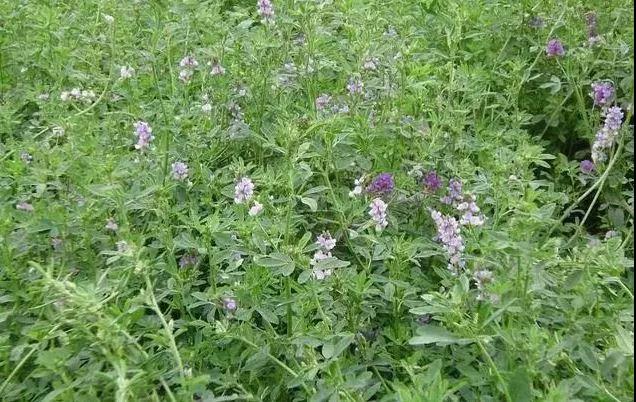 養(yǎng)牛最適合種植什么牧草比較好？種植方法是什么？