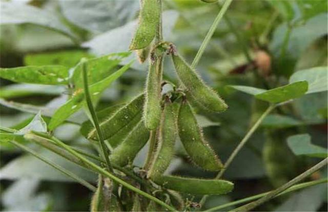 黑豆如何種植？種植方法是什么？有什么需要注意的？