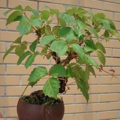 爬山虎也能做盆景？生長(zhǎng)能力比較好，抗旱能力不錯(cuò)