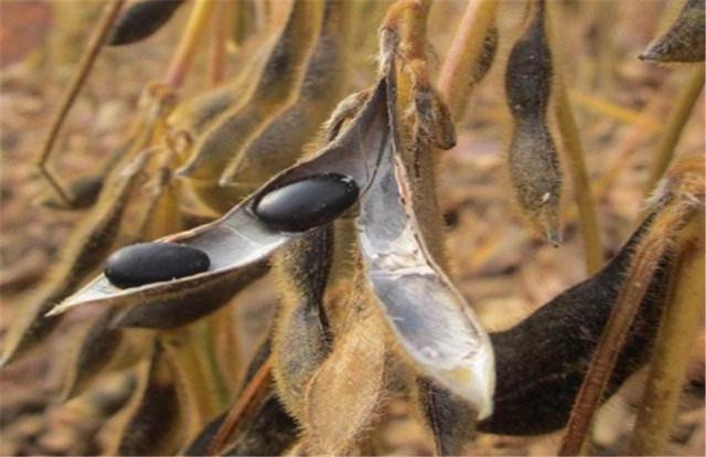 黑豆如何種植？種植方法是什么？有什么需要注意的？
