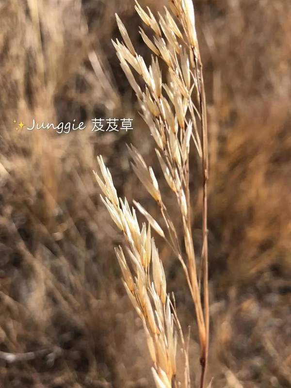 芨芨草飼用價(jià)值？——耐寒耐旱耐鹽堿