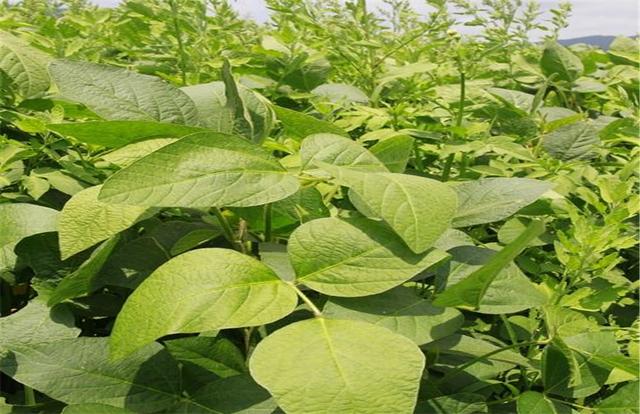 黑豆如何種植？種植方法是什么？有什么需要注意的？