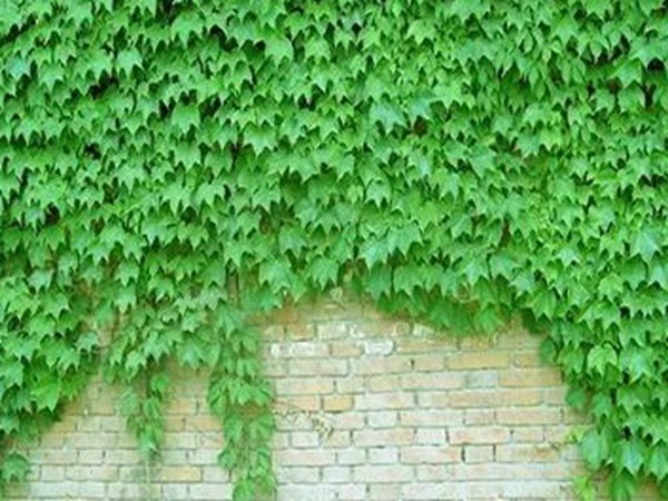 爬山虎如何種，爬山虎種植方法有哪些？