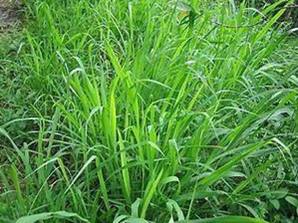牧草要怎么種植比較好，有什么好的方法？