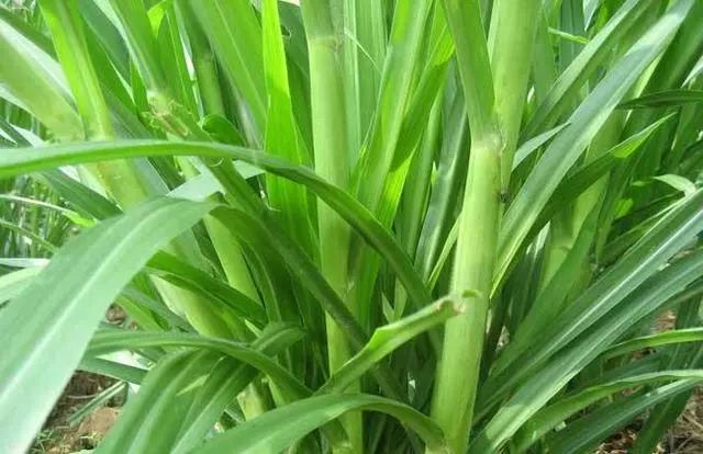 皇竹草養(yǎng)豬、喂雞可降低成本增加收入，栽培方法！