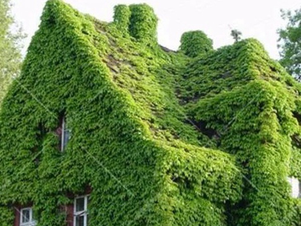 「爬山虎」的種植方法，有什么種植要求？
