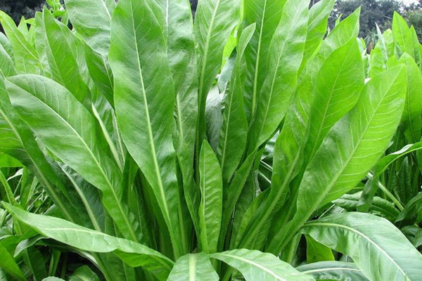 農(nóng)戶養(yǎng)鴨菊苣種子價(jià)格多少錢一斤，菊苣草播種時(shí)間