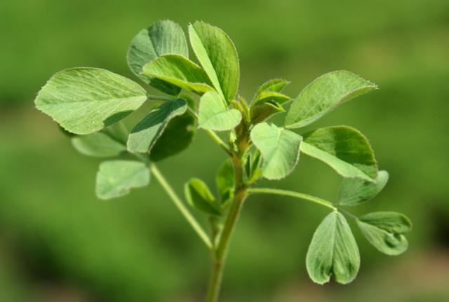 牧草之王—紫花苜蓿高產(chǎn)培育技術